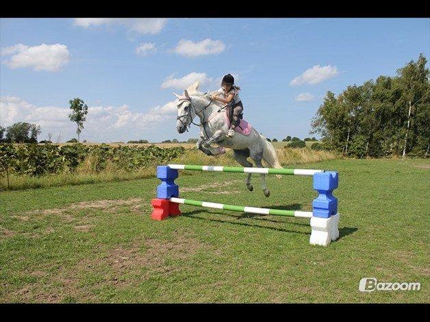 Anden særlig race Svanemark's Mille - You'll know i be, your life  billede 5