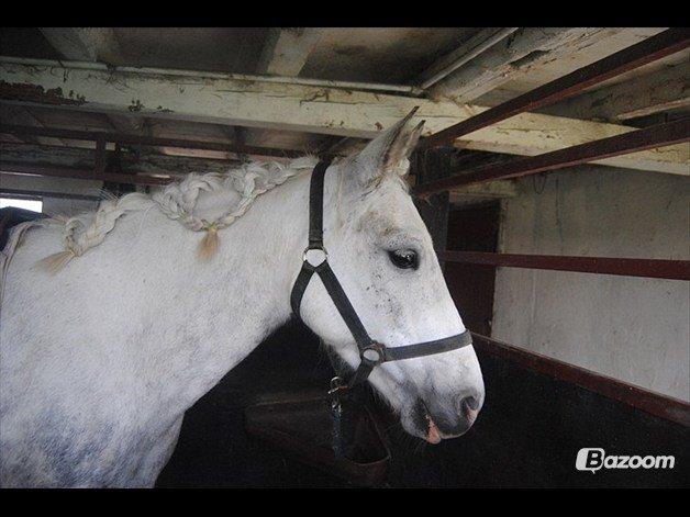 Anden særlig race Svanemark's Mille - your love billede 6