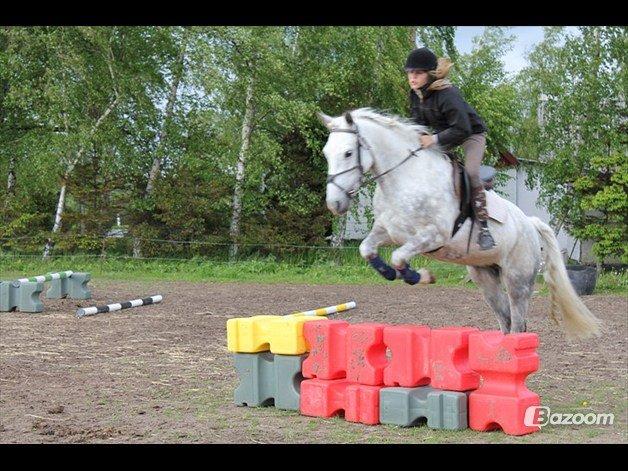 Anden særlig race Svanemark's Mille - My love, my heart  billede 8