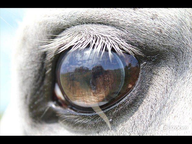 Anden særlig race Svanemark's Mille - would you see me? billede 11