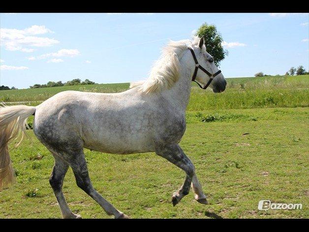 Anden særlig race Svanemark's Mille - would you lay down.. billede 12