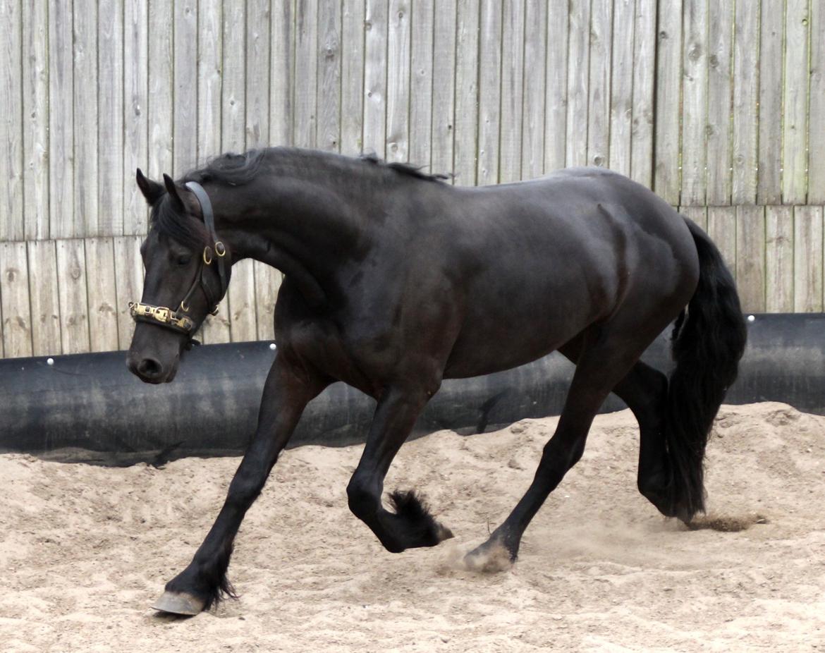 Frieser Max, STER - 03.08.2013 billede 15