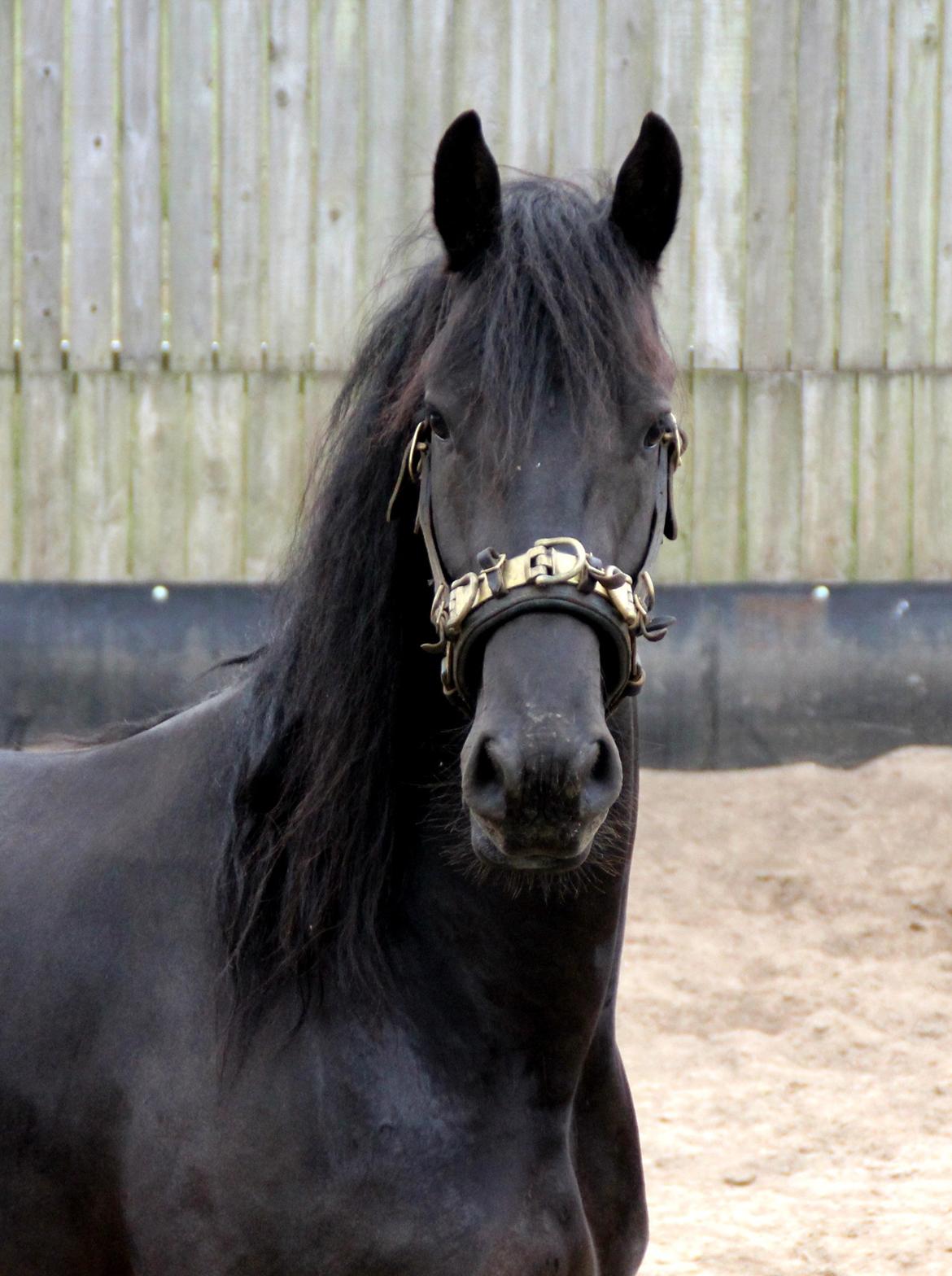 Frieser Max, STER - 03.08.2013 billede 14