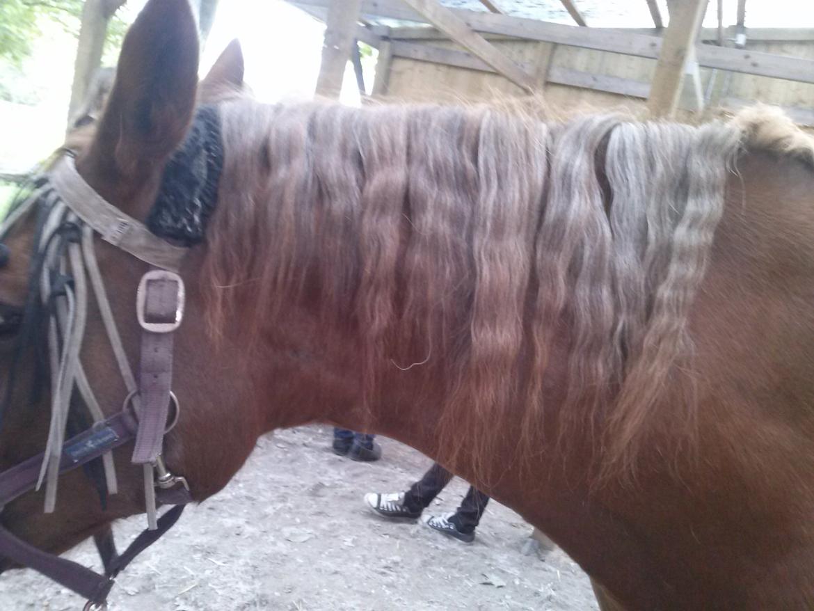 Dansk Varmblod Madame Pompie (Bygger) - der var hendes man bølget  billede 3