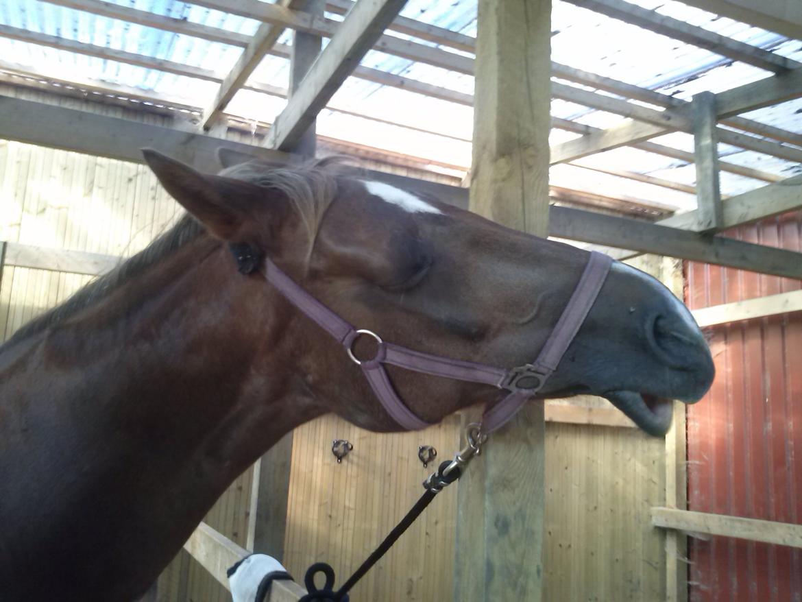 Dansk Varmblod Madame Pompie (Bygger) - hun ser ikke pæn ud når man klør hende  billede 4