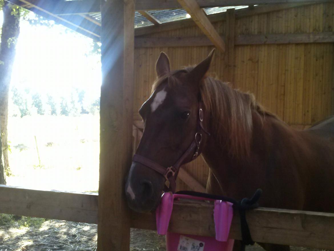 Dansk Varmblod Madame Pompie (Bygger) - der står hun  billede 2