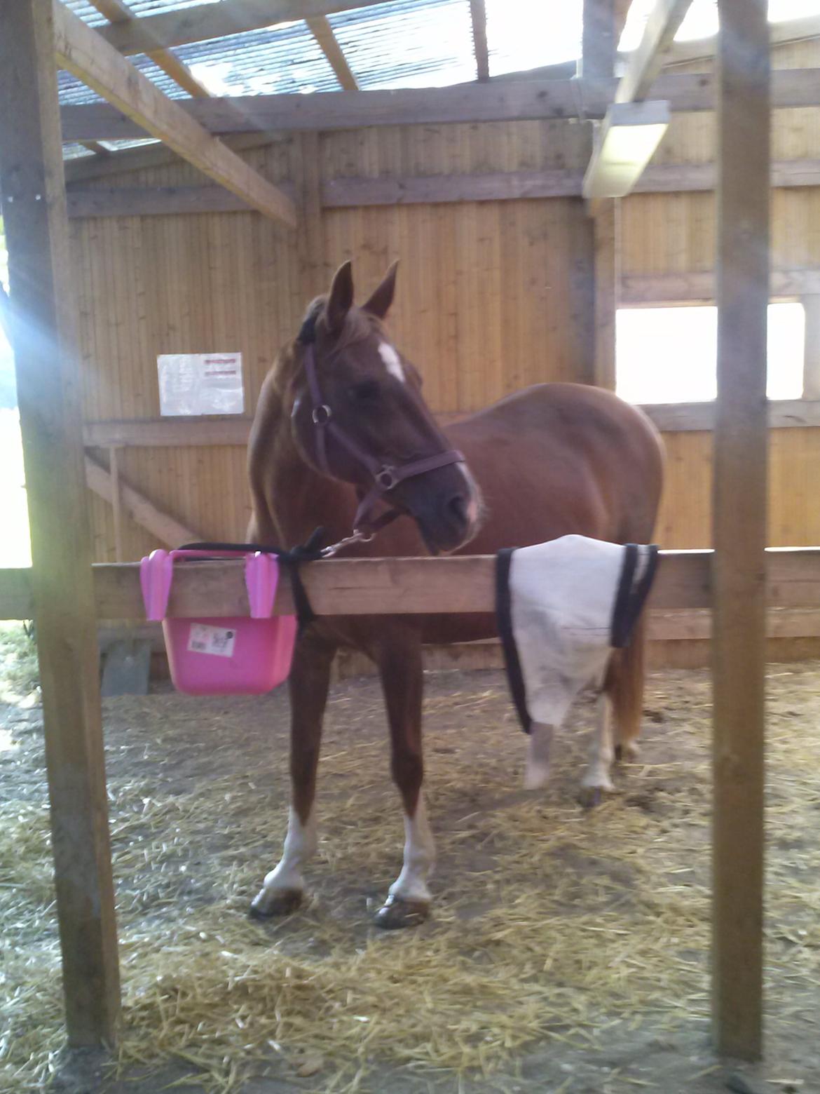 Dansk Varmblod Madame Pompie (Bygger) - er hun ikke gudesmuk  billede 1