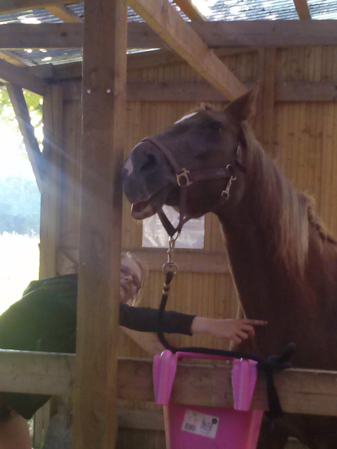 Dansk Varmblod Madame Pompie (Bygger) - det klør det klør billede 5