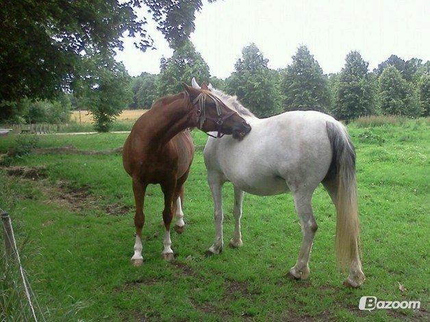 Dansk Varmblod Madame Pompie (Bygger) - Hvad var jeg uden dig billede 6