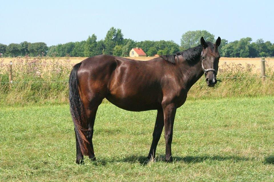 Dansk Varmblod Alphabeat - Sommer 2013 - 2 år (Billedet er taget af Kimie Mortensen) billede 4