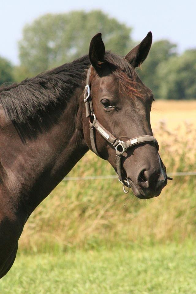 Dansk Varmblod Alphabeat - Velkommen til Alba's profil. Sommer 2013 - 2 år (billede er taget af Kimie Mortensen) billede 1