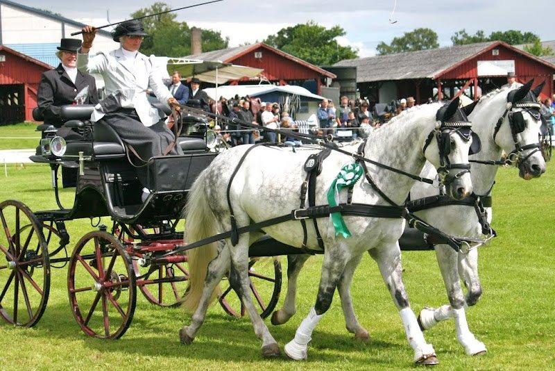 New Forest Firfod Jackpot billede 12