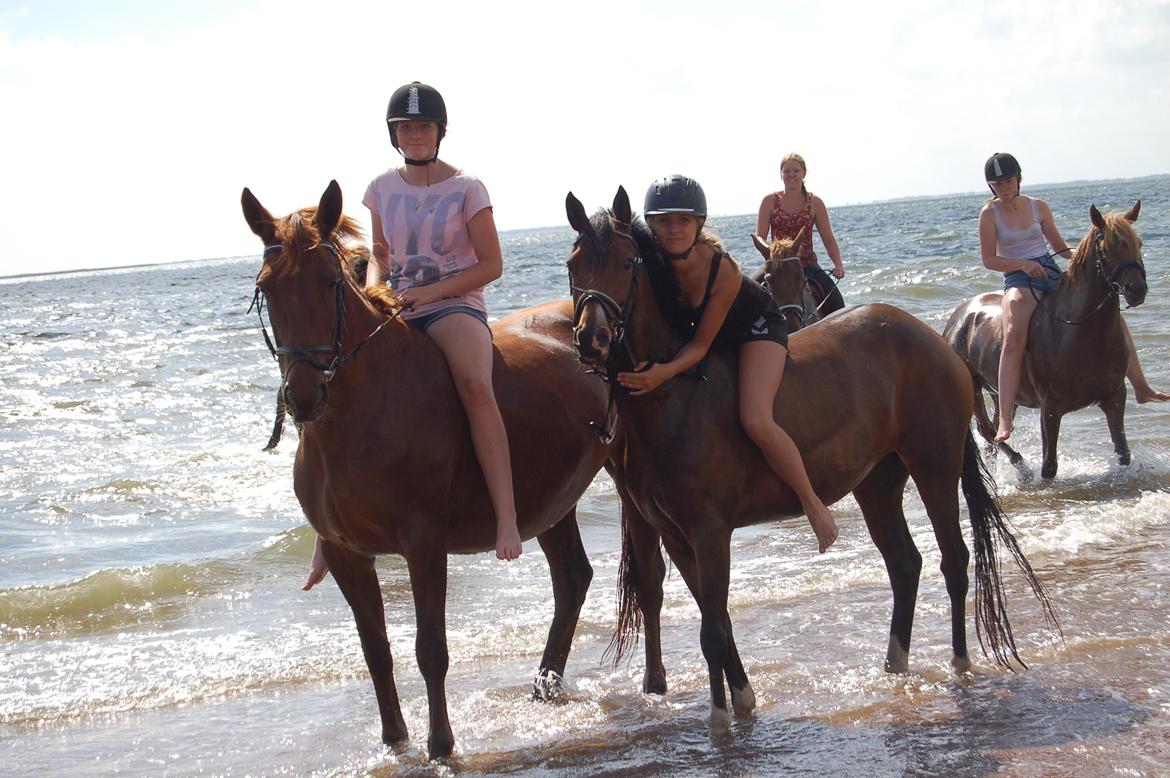 DSP Stidsbjergs Night Whisper - „You are the only one who has ever touched my heart. It will always be yours. billede 2