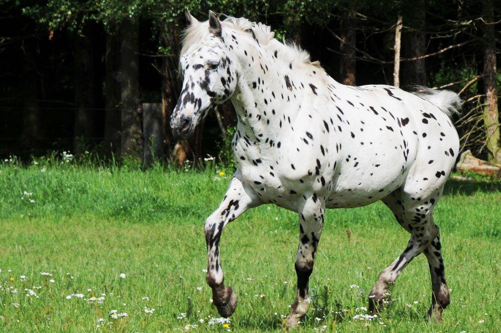 Knabstrupper Smør billede 7