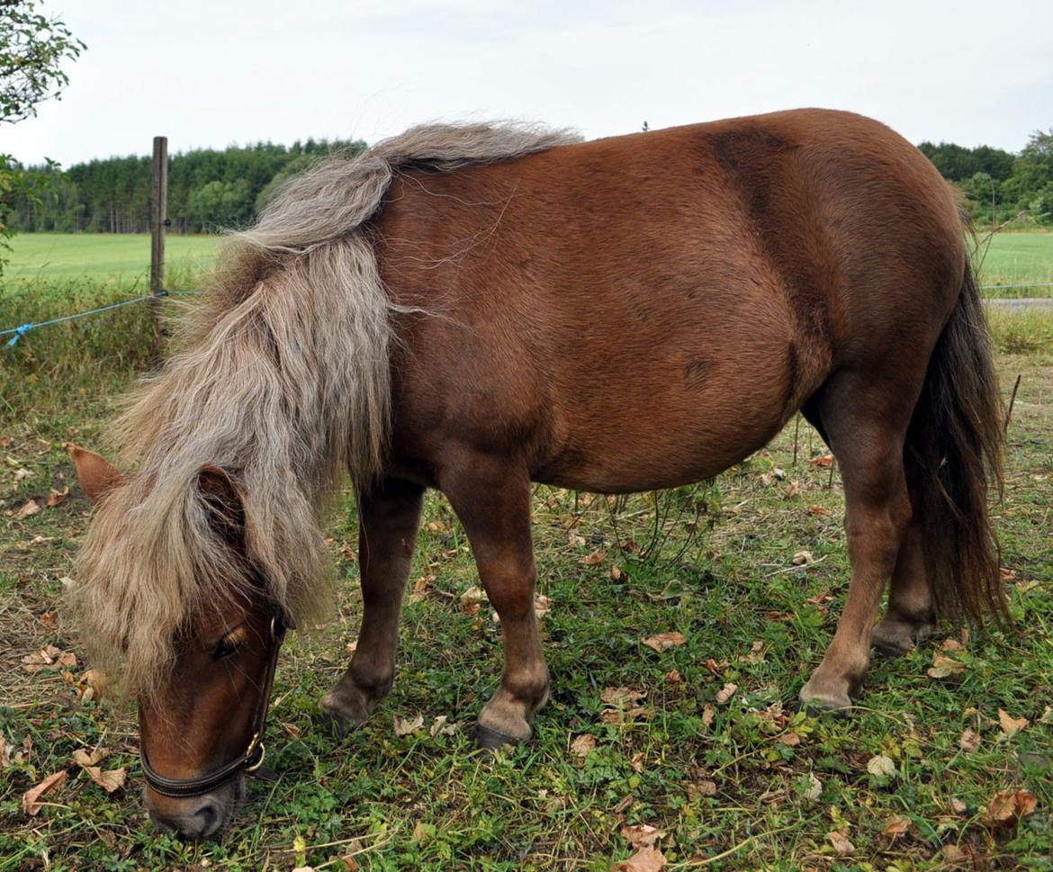 Shetlænder Højager's Raia billede 3