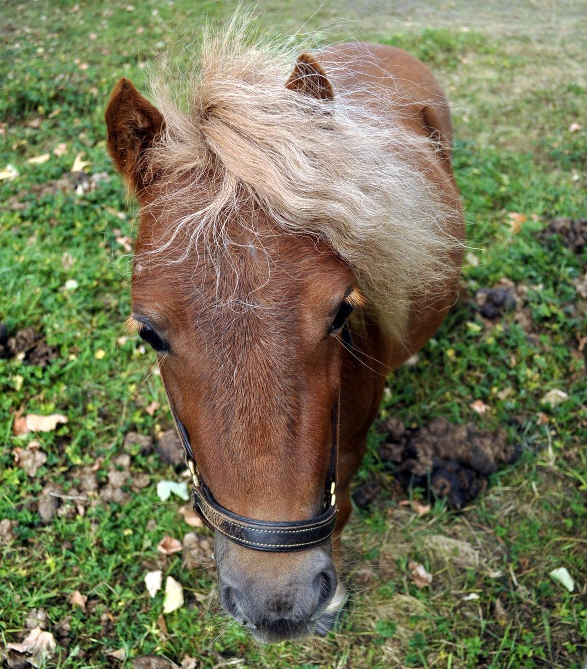 Shetlænder Højager's Raia billede 5