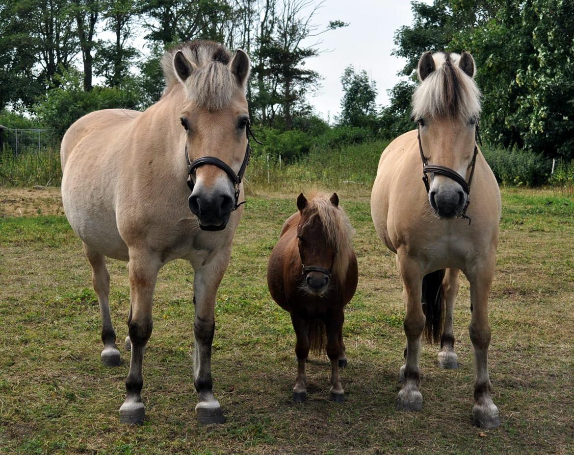 Shetlænder Højager's Raia billede 6