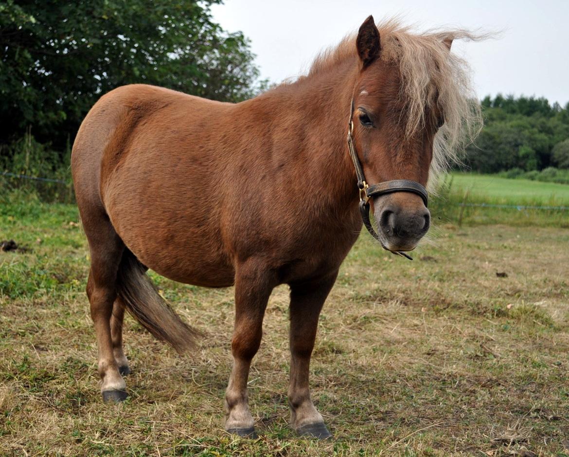 Shetlænder Højager's Raia billede 7