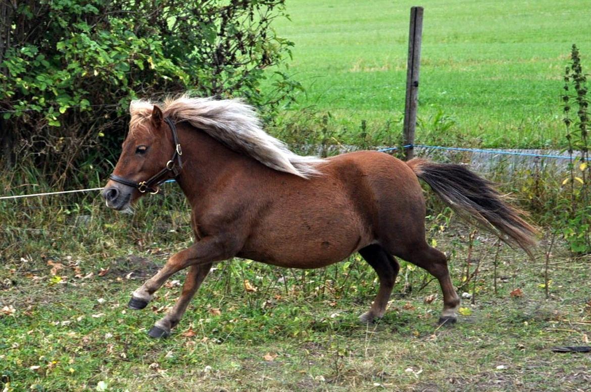 Shetlænder Højager's Raia billede 8