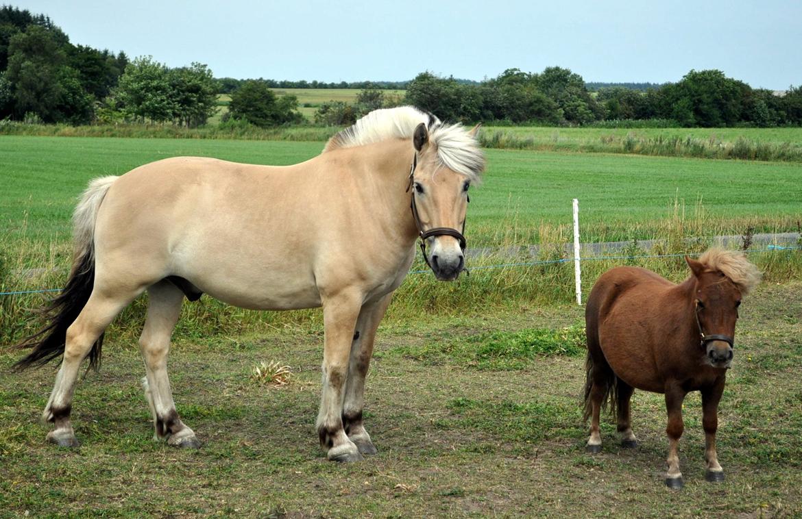 Shetlænder Højager's Raia billede 9