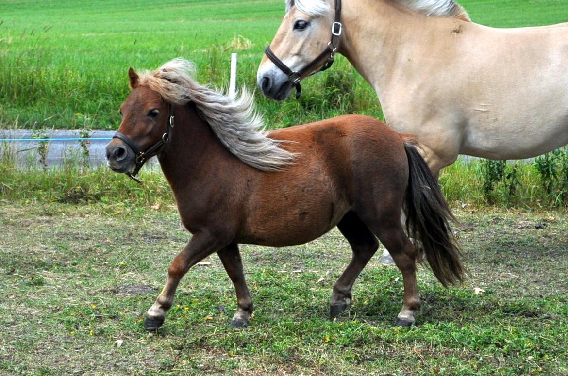 Shetlænder Højager's Raia billede 2