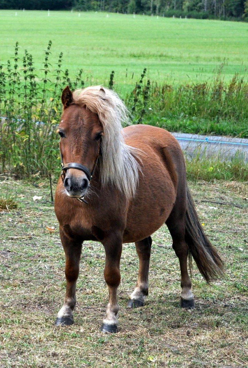 Shetlænder Højager's Raia billede 10