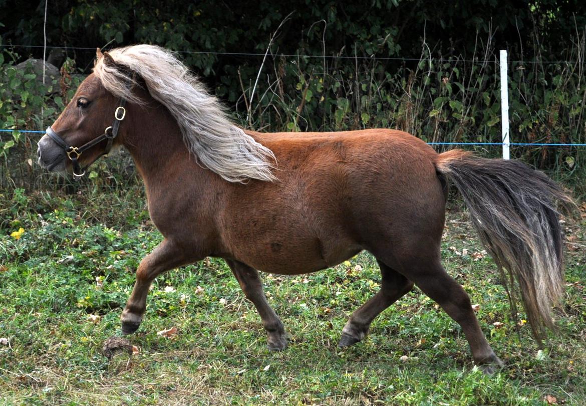 Shetlænder Højager's Raia billede 11