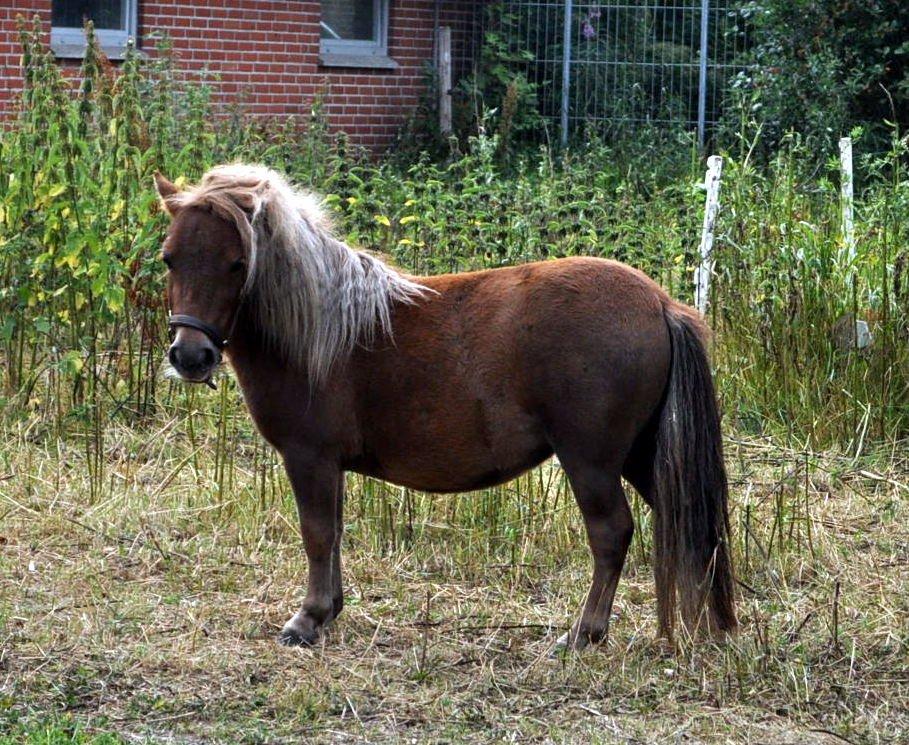 Shetlænder Højager's Raia billede 12