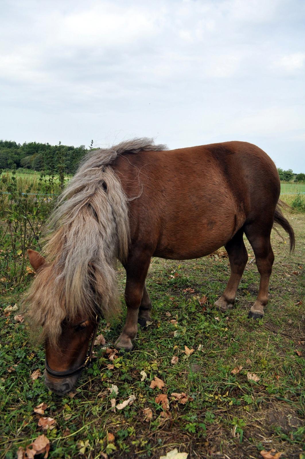 Shetlænder Højager's Raia billede 13