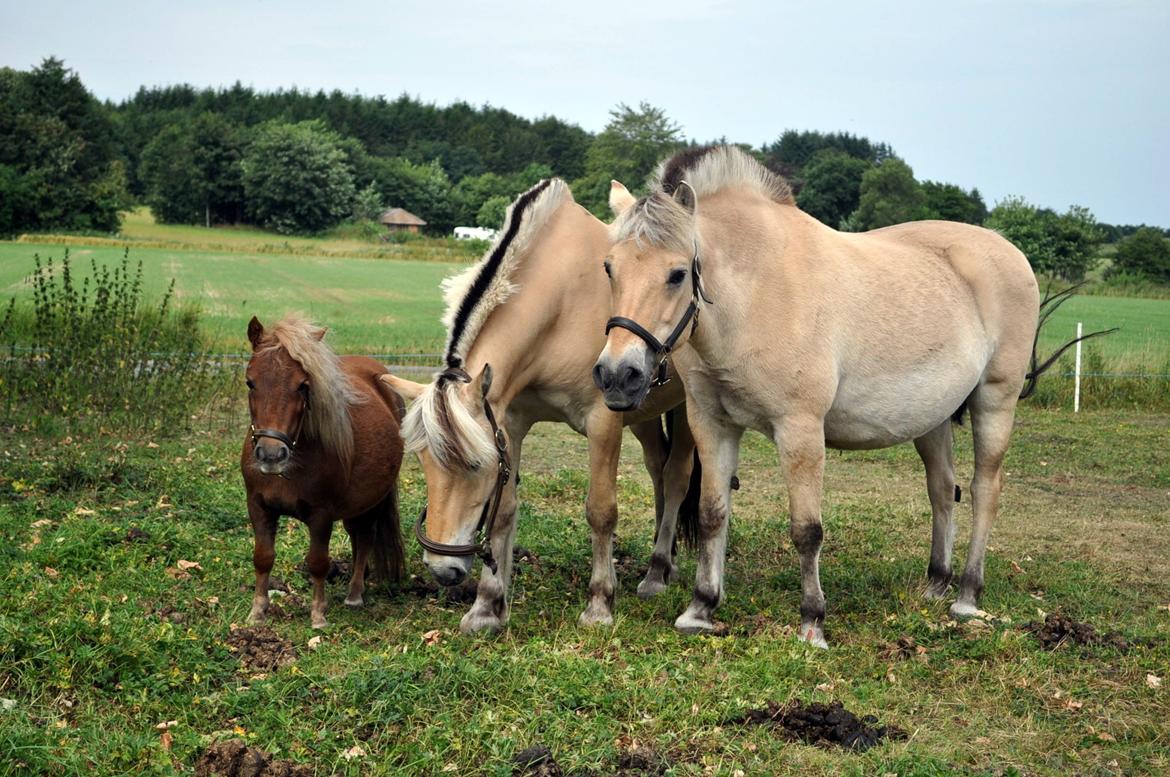 Shetlænder Højager's Raia billede 14
