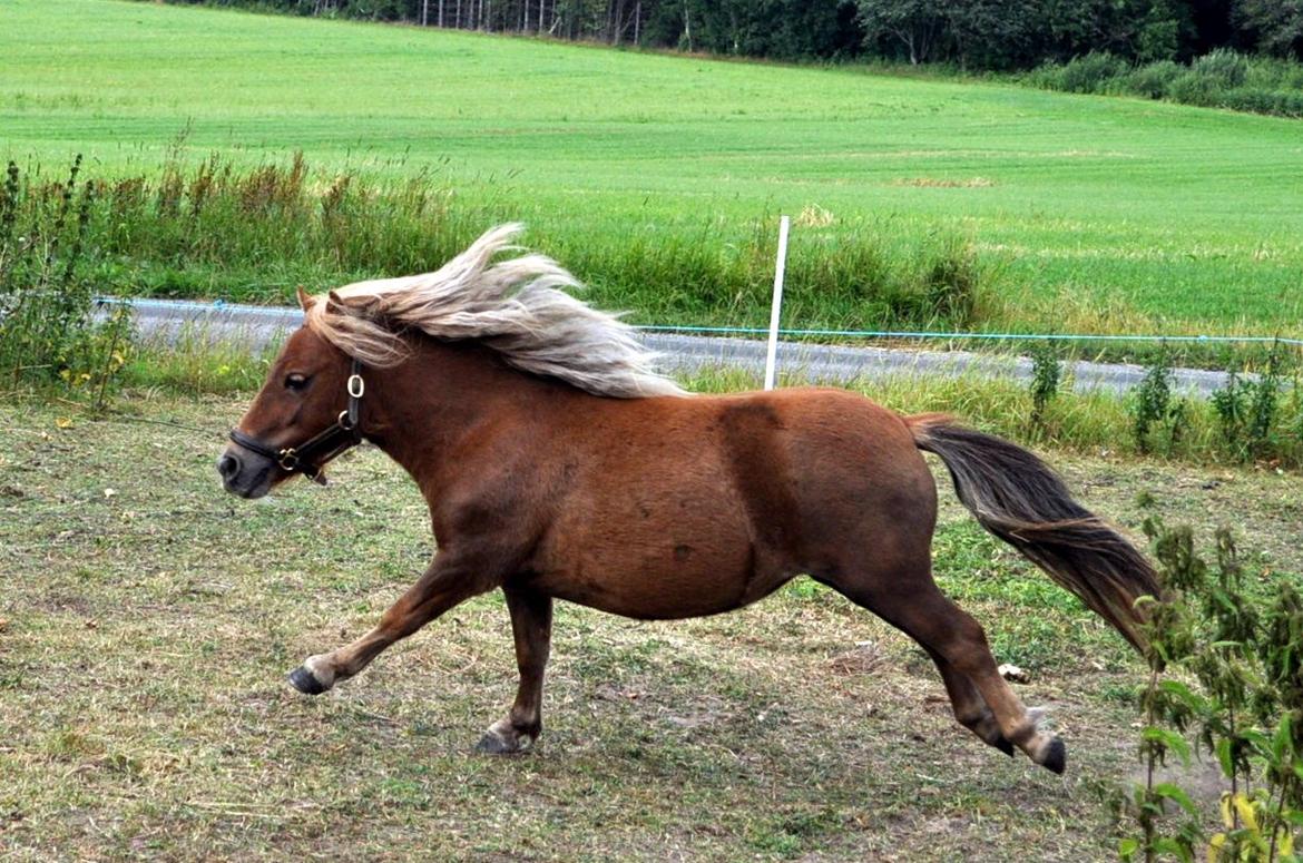 Shetlænder Højager's Raia billede 15