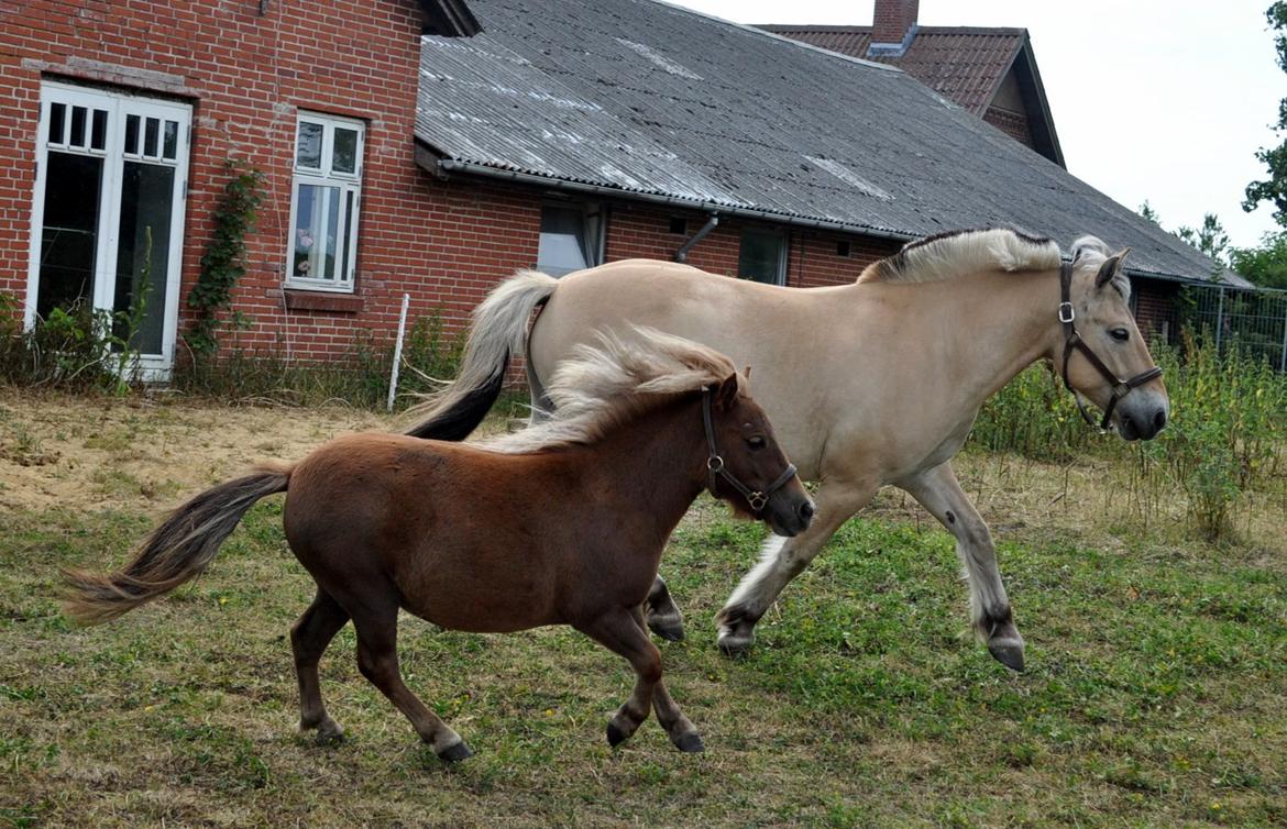 Shetlænder Højager's Raia billede 16