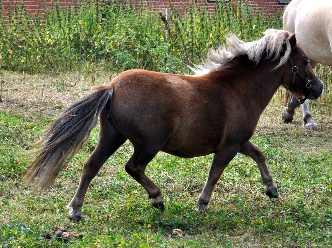 Shetlænder Højager's Raia billede 17