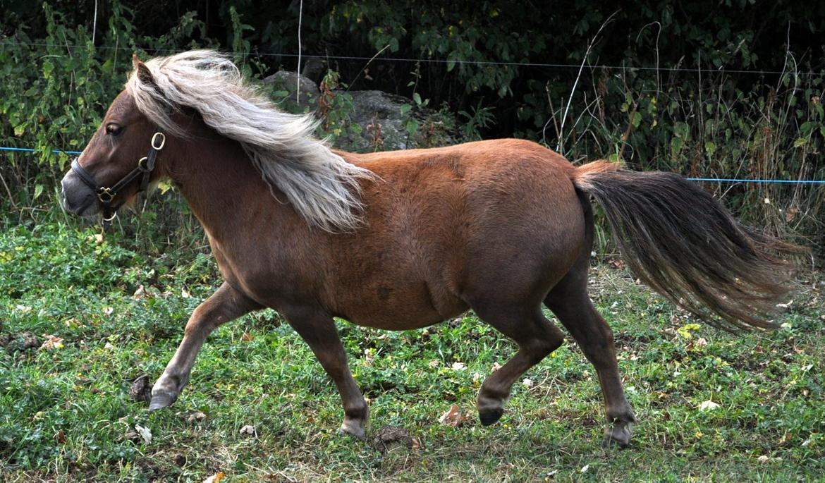 Shetlænder Højager's Raia billede 18