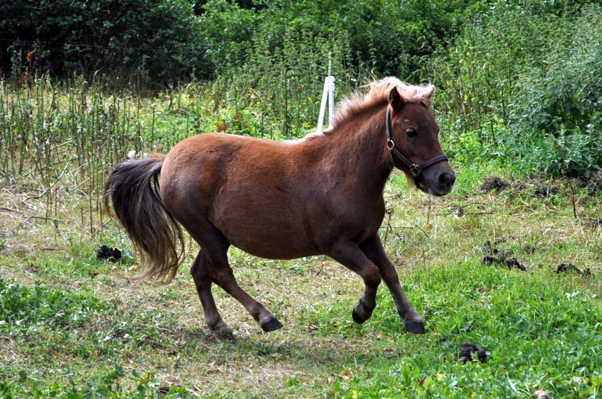 Shetlænder Højager's Raia billede 19