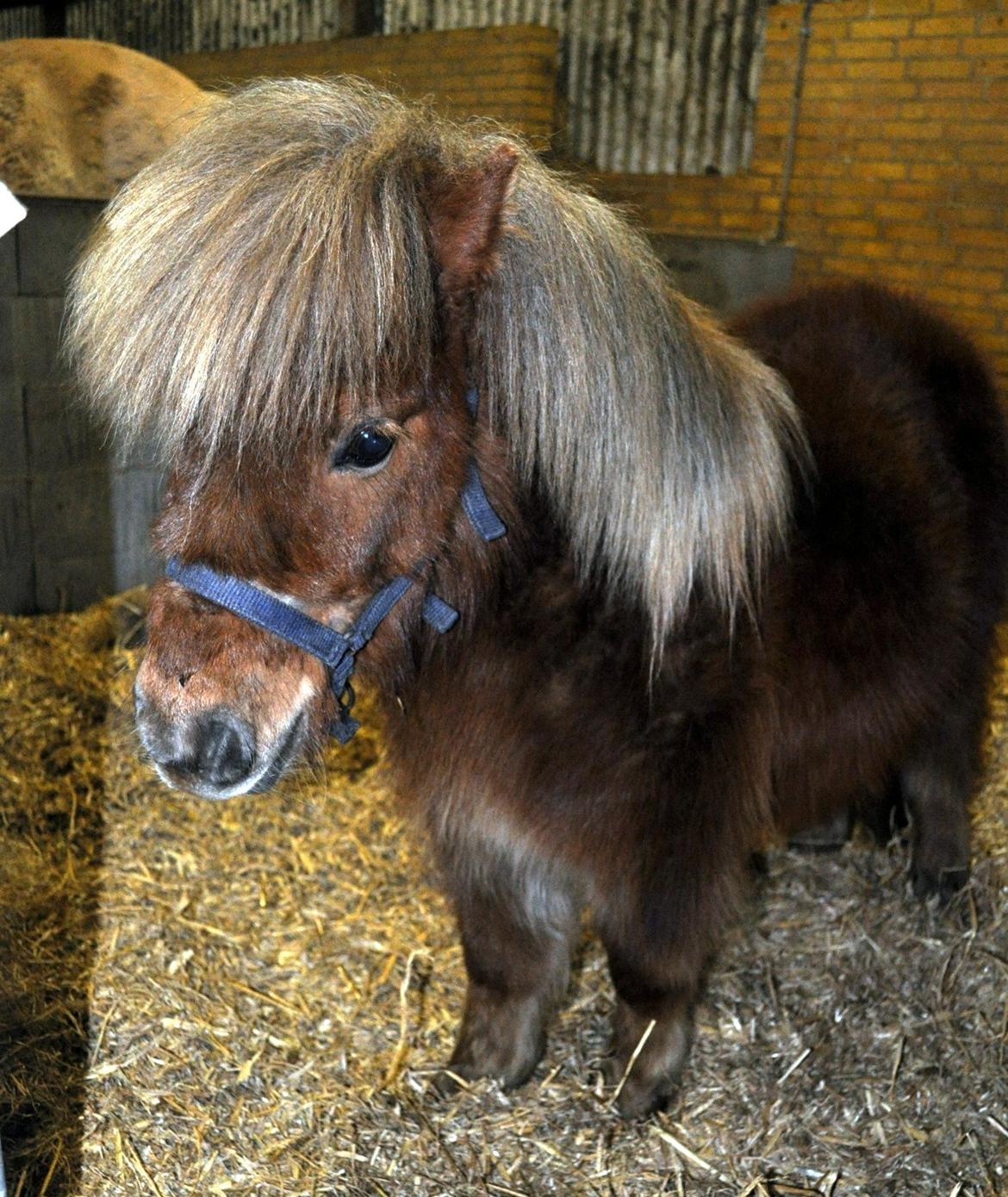 Shetlænder Højager's Raia billede 20