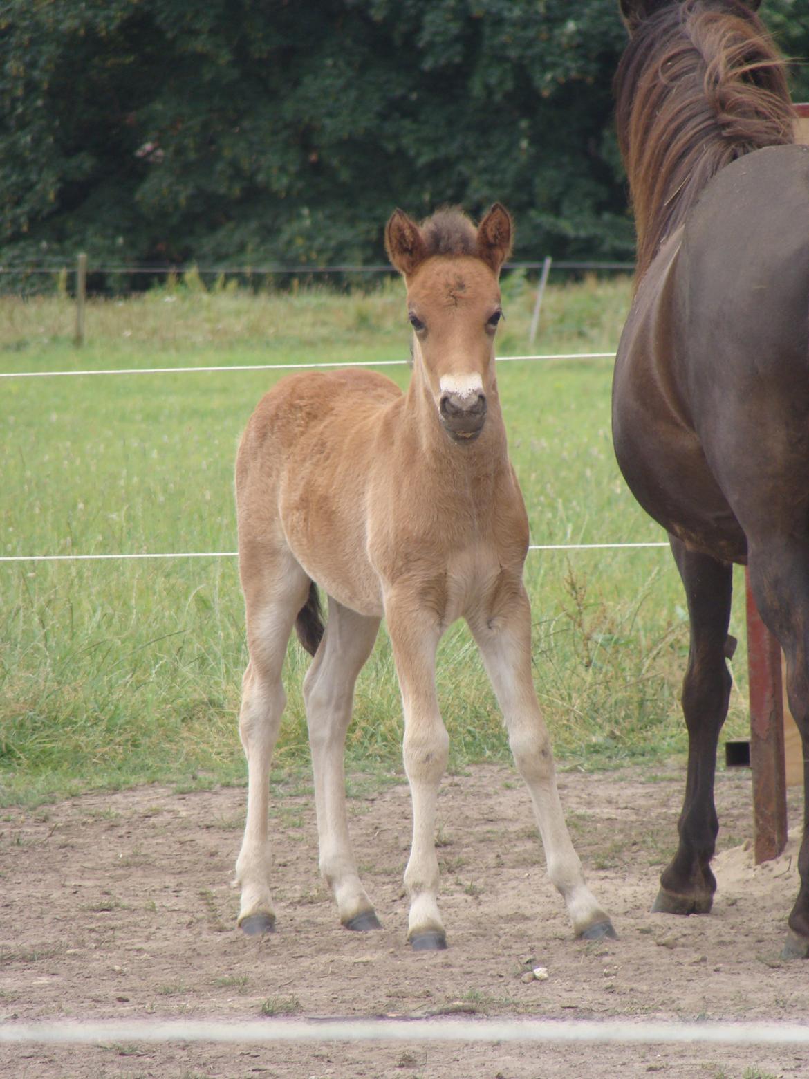Islænder Djass fra Østervang - præcis en måned gammel billede 1