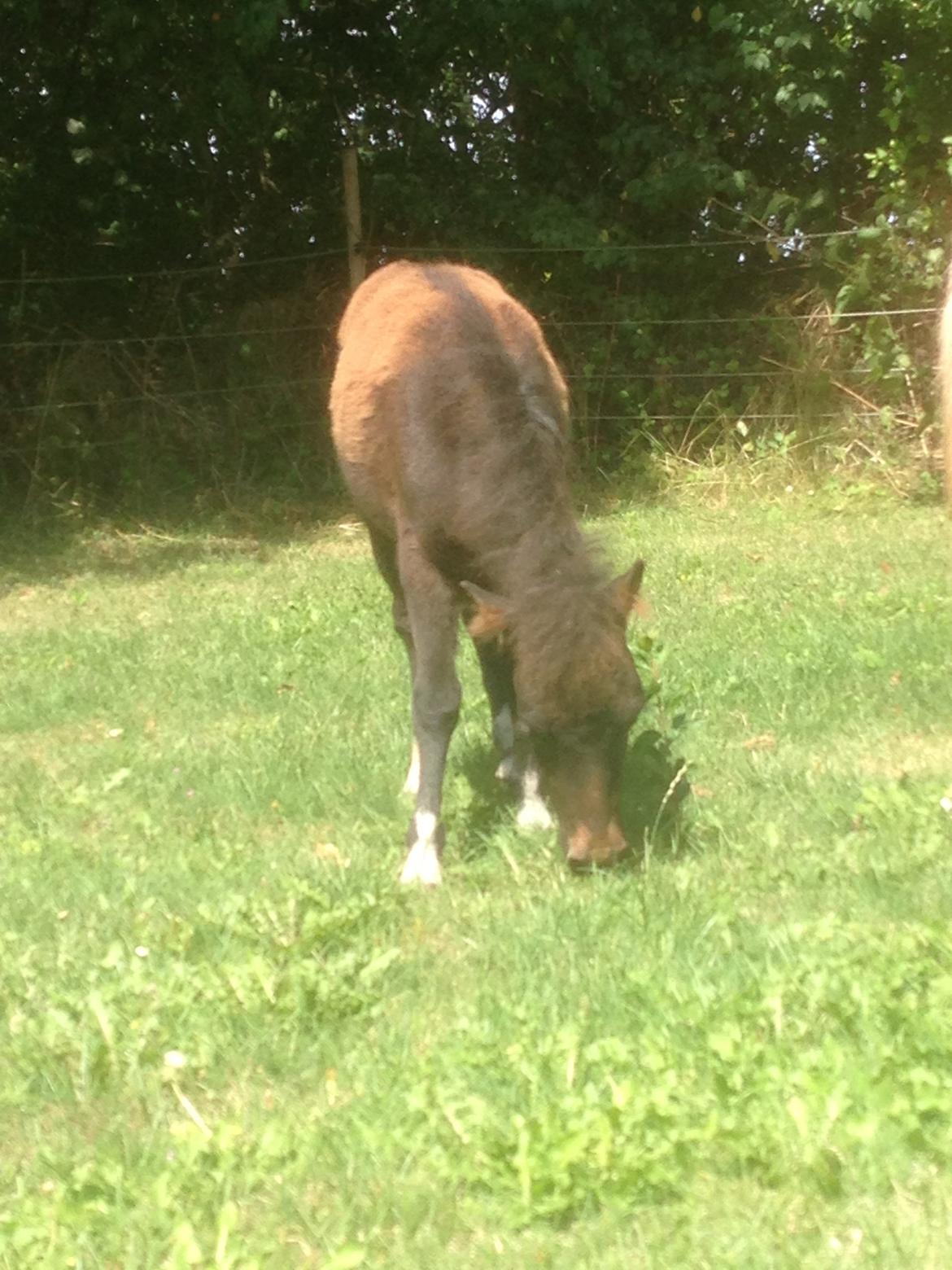 Anden særlig race Cira (udlånt) billede 16