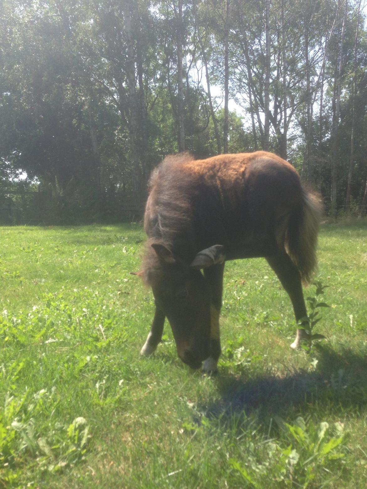 Anden særlig race Cira (udlånt) billede 17