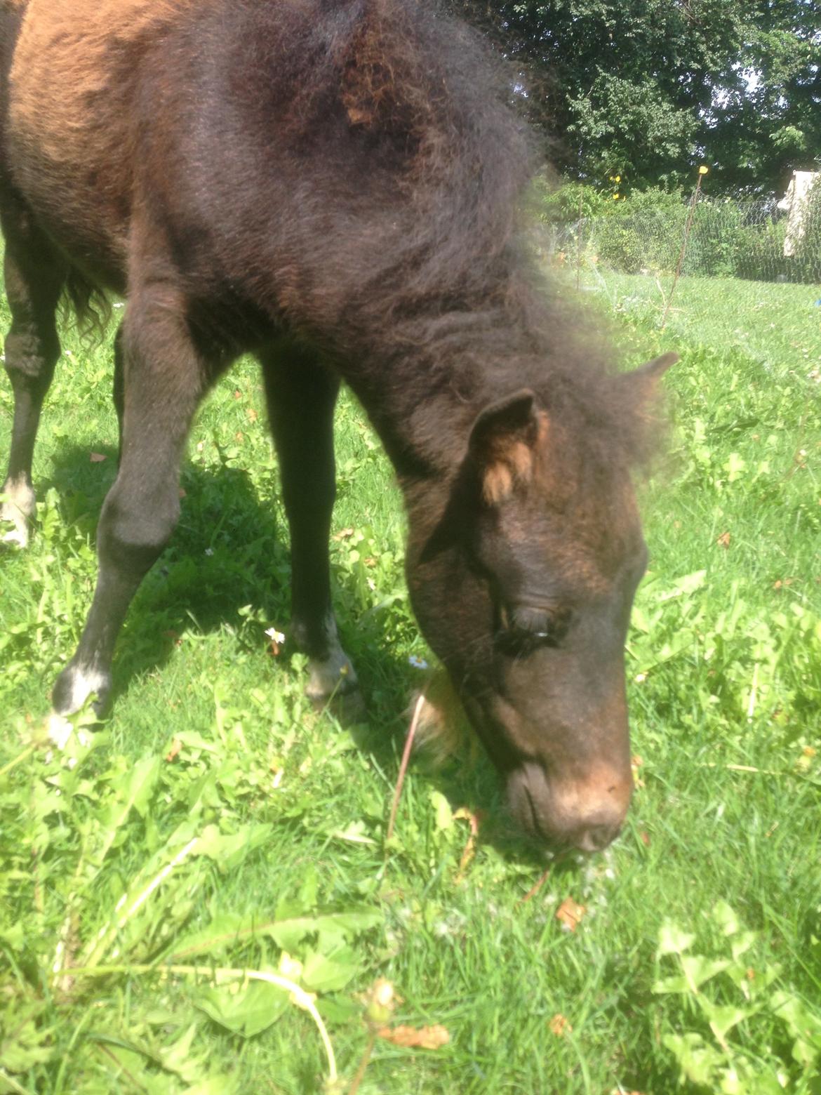 Anden særlig race Cira (udlånt) - Ca 3 måneder gammel billede 18