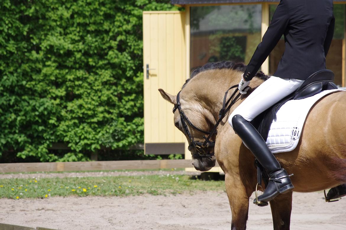 Connemara Skærgårdens Marvelous Night - Foto: Caroline Sanggaard billede 3