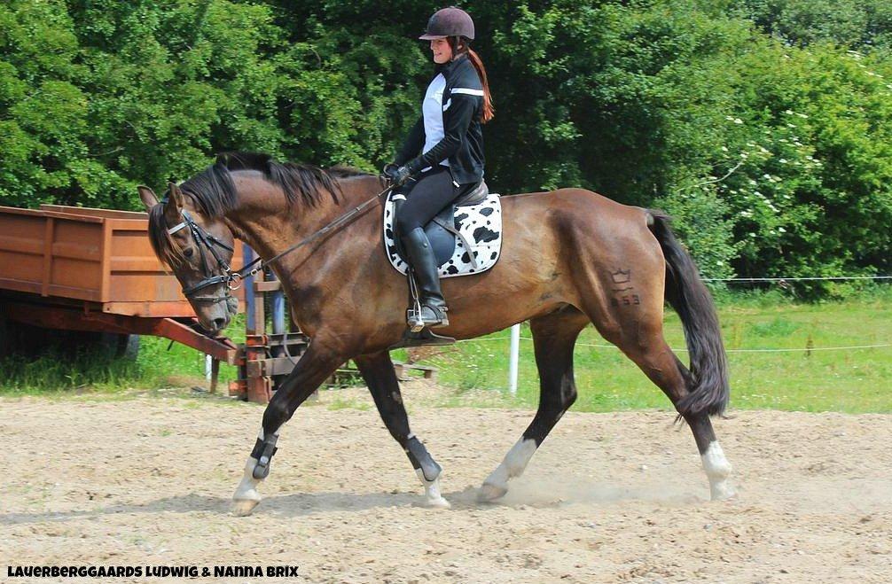 Dansk Varmblod - Laurberggaard's Ludwig - Opvarmning til spring <3 billede 13