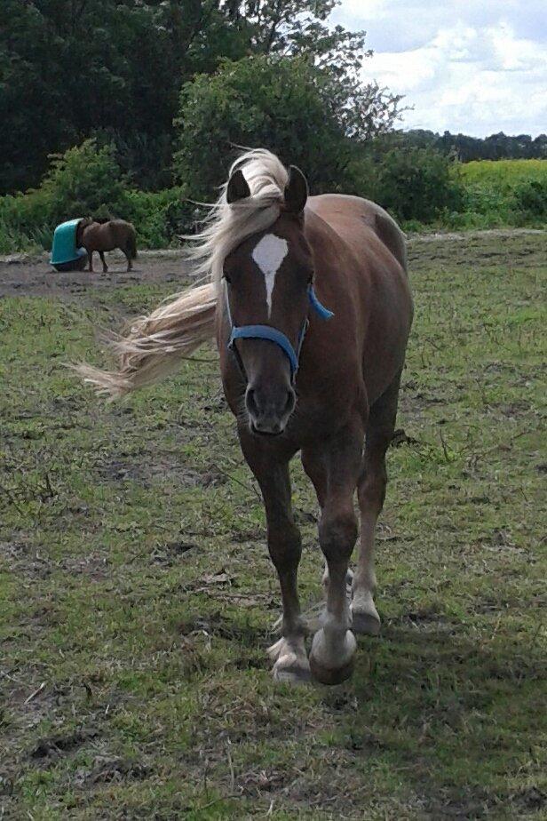 Welsh Cob (sec D) Mr. Roy billede 20