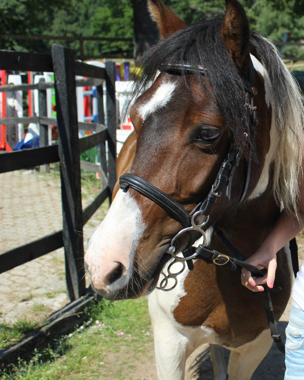 Anden særlig race Jack (savnet) billede 35