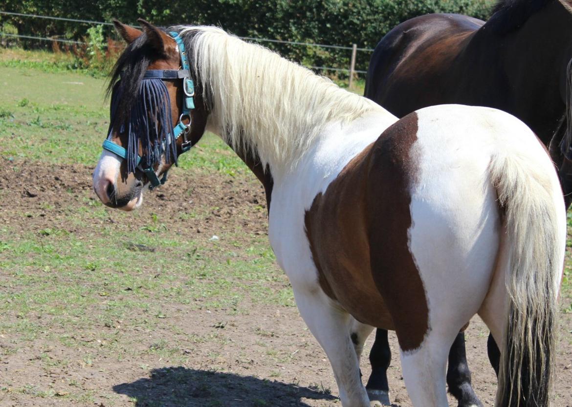 Anden særlig race Jack (savnet) billede 36