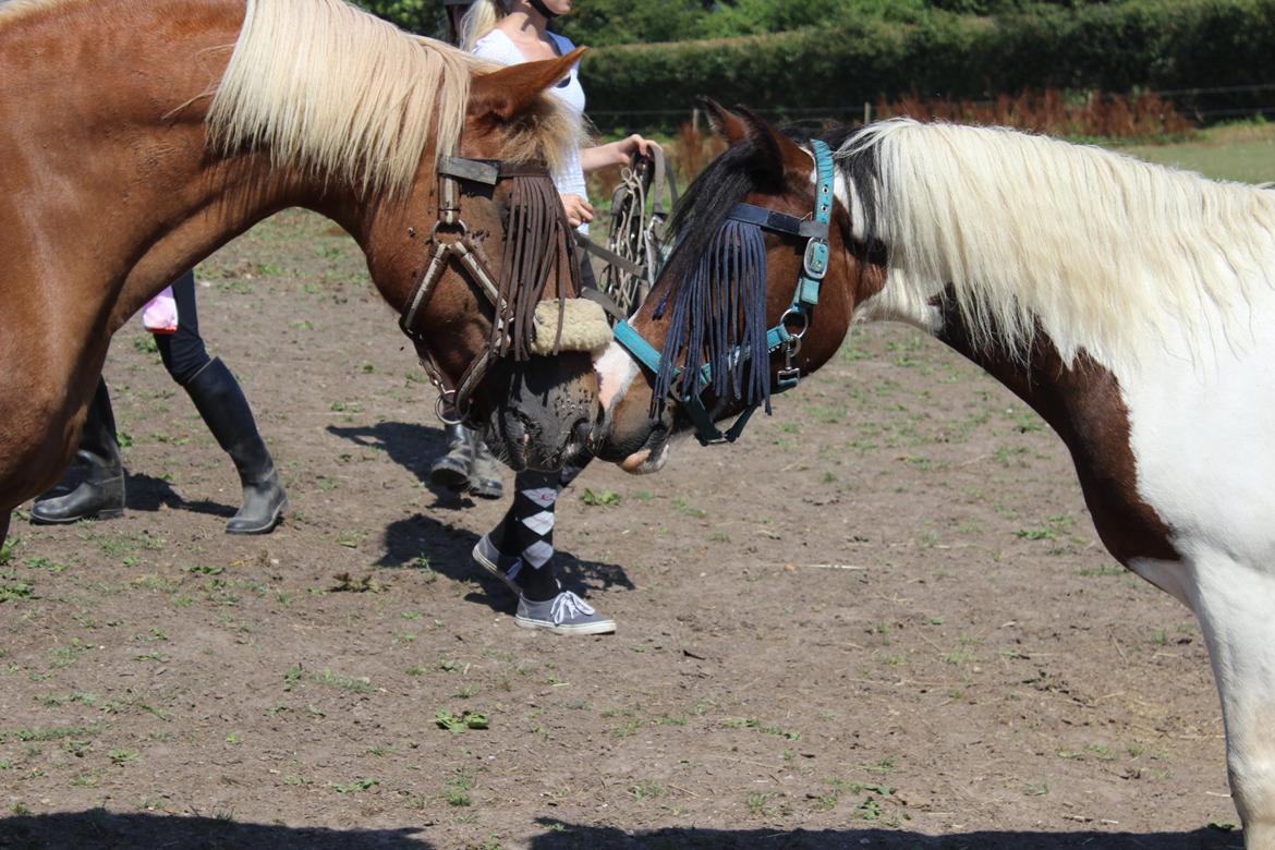 Anden særlig race Jack (savnet) - Jack og Thy Bella <3 billede 11