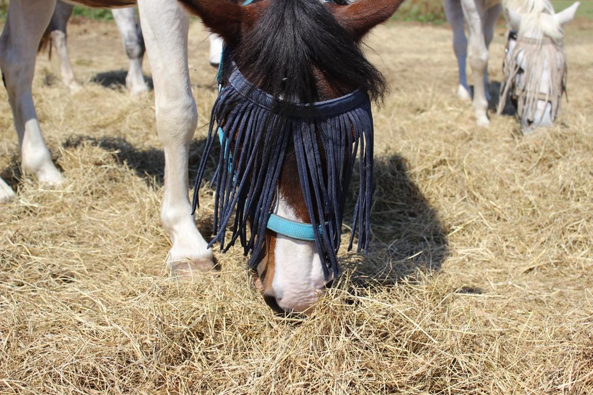 Anden særlig race Jack (savnet) billede 29