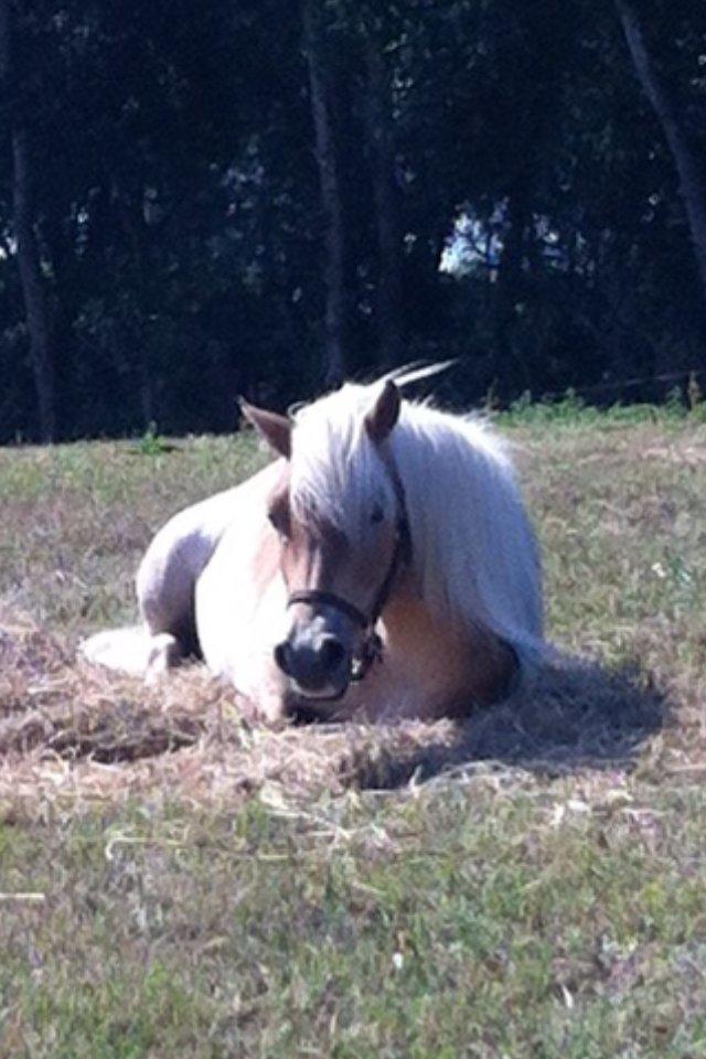 Haflinger Aston af Vognmandsgården (Anton) - Anton hygger sig i madkassen til DHE-træf 2013 billede 14