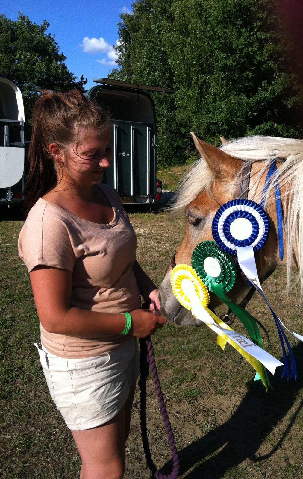 Haflinger Aston af Vognmandsgården (Anton) billede 15