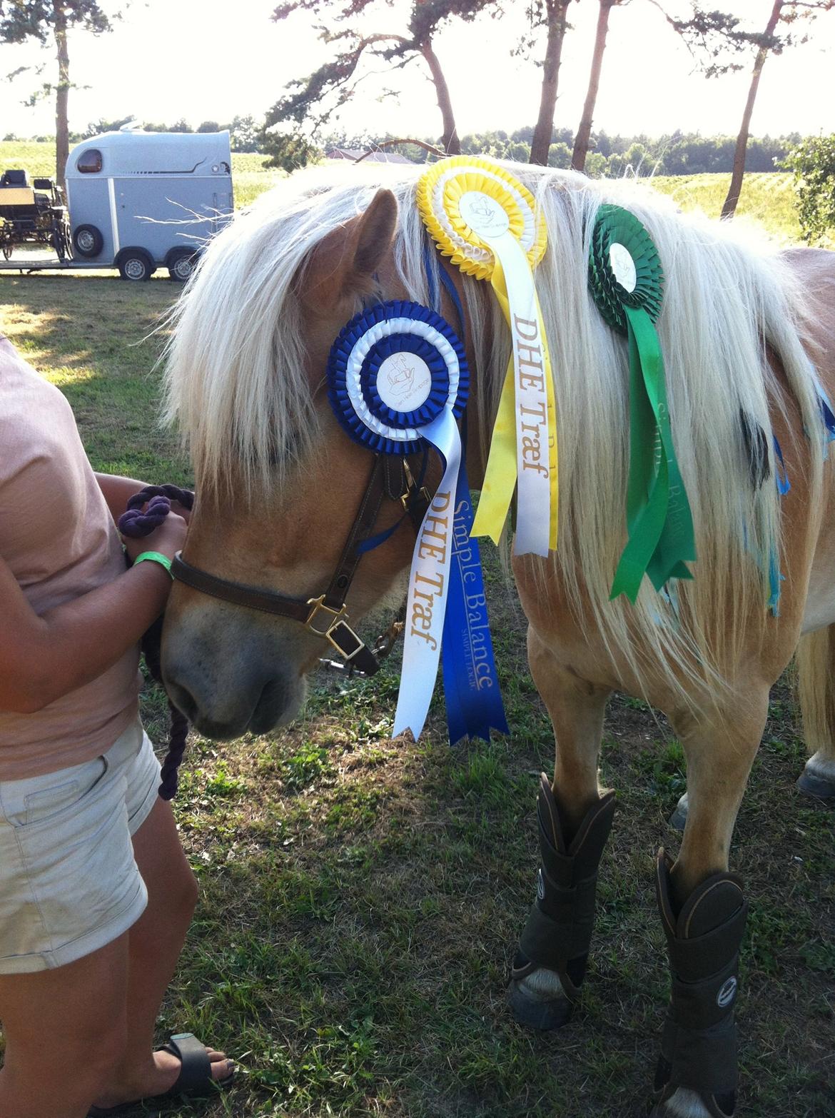 Haflinger Aston af Vognmandsgården (Anton) billede 17